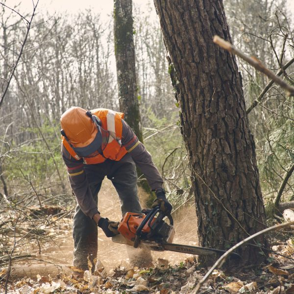 523-REPORT-FOREST-782