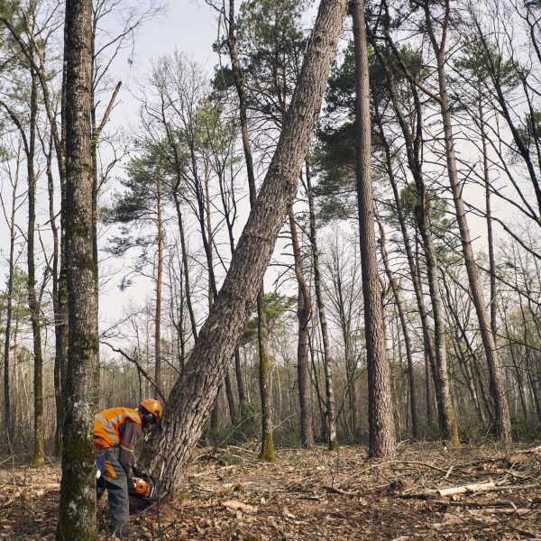 523-REPORT-FOREST-790