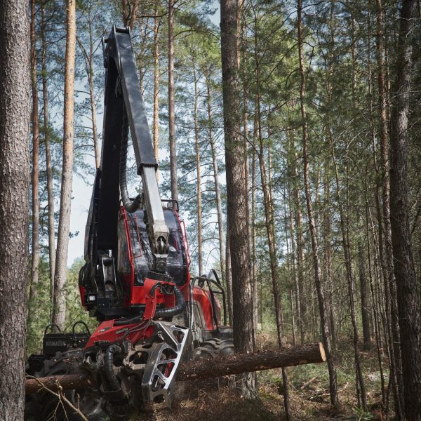 523-REPORT-FOREST-819