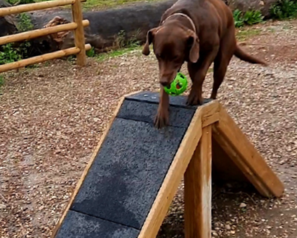 Dome de franchissement avec des dalles spécialisées pour un usage intensif et canin